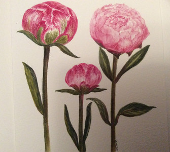 Dorothy, Paeonies, watercolour.JPG